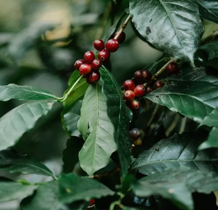Talaromyces Funiculosus KQ2 Is Redefining Specialty Coffee Fermentation