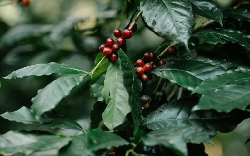 Close up of red coffee cherries covered in white fungal mycelium threads.
