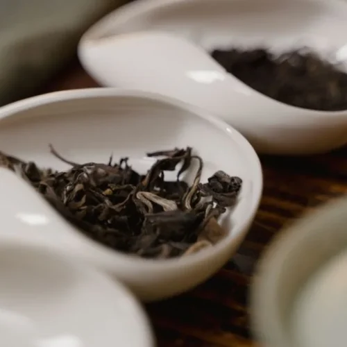 Toyo University Students Bridge Tea Cultures via Tokyo Tourism Expo