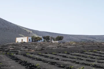 Volcanic Soils and High Acidity Define Campania’s Best White Wines