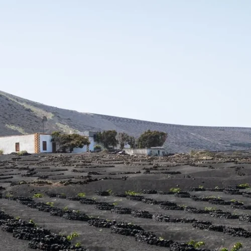 Volcanic Soils and High Acidity Define Campania’s Best White Wines