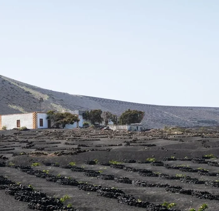Volcanic Soils and High Acidity Define Campania’s Best White Wines