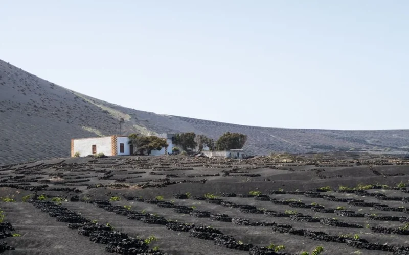 Volcanic Soils and High Acidity Define Campania’s Best White Wines