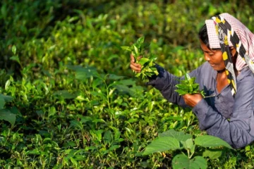 Why High Prices Don’t Guarantee Fairer Tea Economics