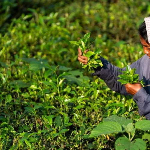 Why High Prices Don’t Guarantee Fairer Tea Economics