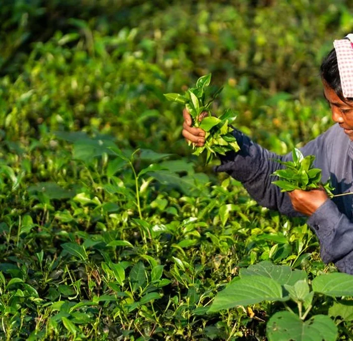 Why High Prices Don’t Guarantee Fairer Tea Economics