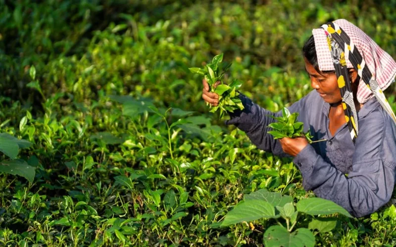 Why High Prices Don’t Guarantee Fairer Tea Economics