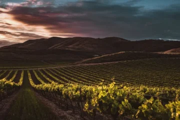 Alice Anderson Reinvigorates Santa Barbara Through Regenerative Viticulture