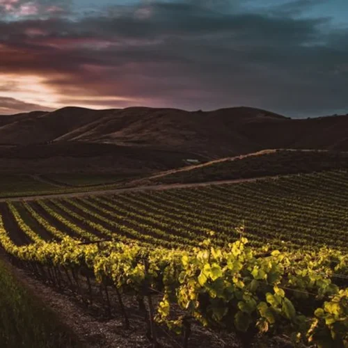 Alice Anderson Reinvigorates Santa Barbara Through Regenerative Viticulture
