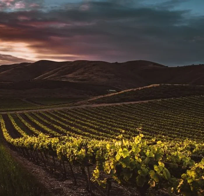 Alice Anderson Reinvigorates Santa Barbara Through Regenerative Viticulture