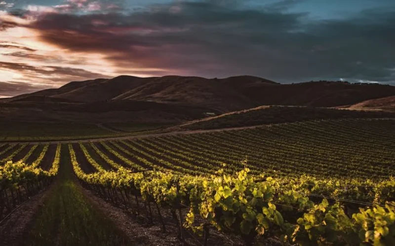 A wide view of a lush, regenerative vineyard landscape in Santa Barbara at sunset.