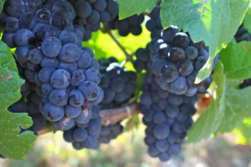 Arnaldo Rivera Is Redefining the Barolo Cooperative Model