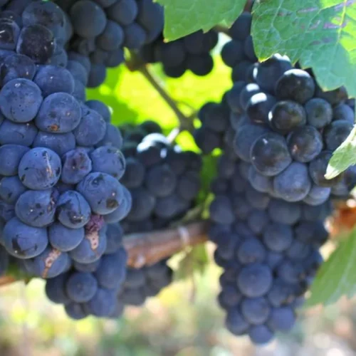 Arnaldo Rivera Is Redefining the Barolo Cooperative Model