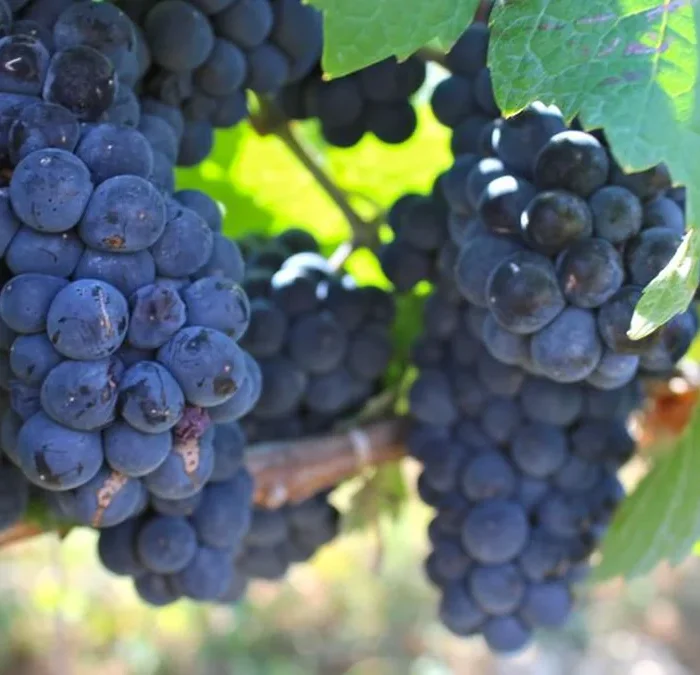 Arnaldo Rivera Is Redefining the Barolo Cooperative Model