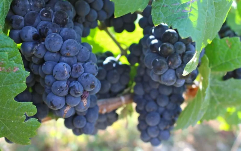 Close-up macro shot of ripe red Nebbiolo grapes on a vineyard vine.
