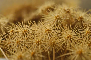 Dandelion Root Tea Is Amy Shapiro’s Daily Digestive Ritual
