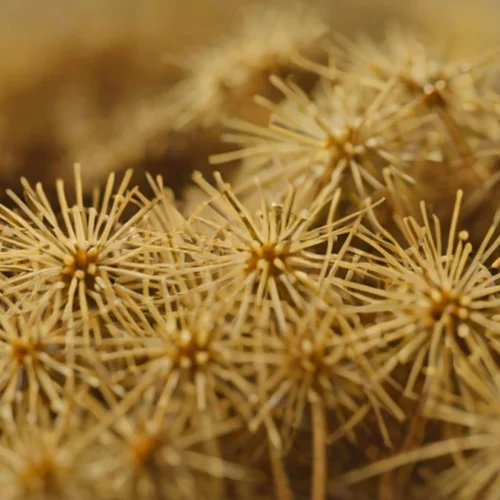 Dandelion Root Tea Is Amy Shapiro’s Daily Digestive Ritual