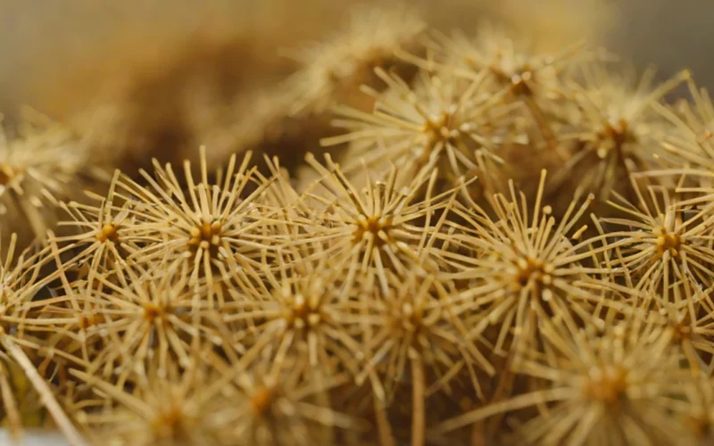 Close-up of steaming amber dandelion root tea in a ceramic mug with dried herbs.