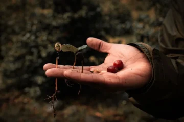 Lavazza scales regenerative agriculture through new professional blend
