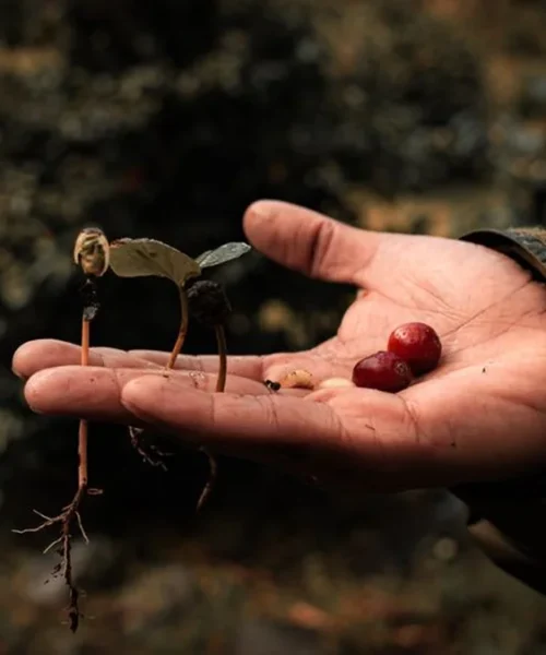 Lavazza scales regenerative agriculture through new professional blend