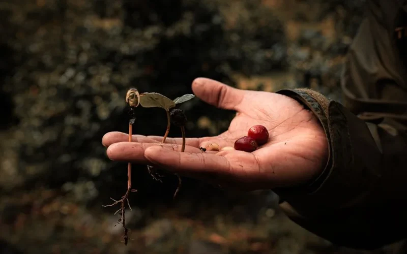 Roasted coffee beans resting on fertile dark soil with a small green plant sprout.