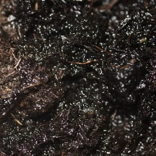 Montes pivots from organic to regenerative viticulture in Chile