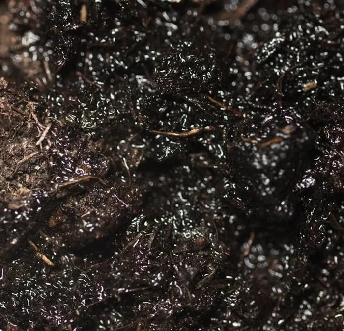 Montes pivots from organic to regenerative viticulture in Chile