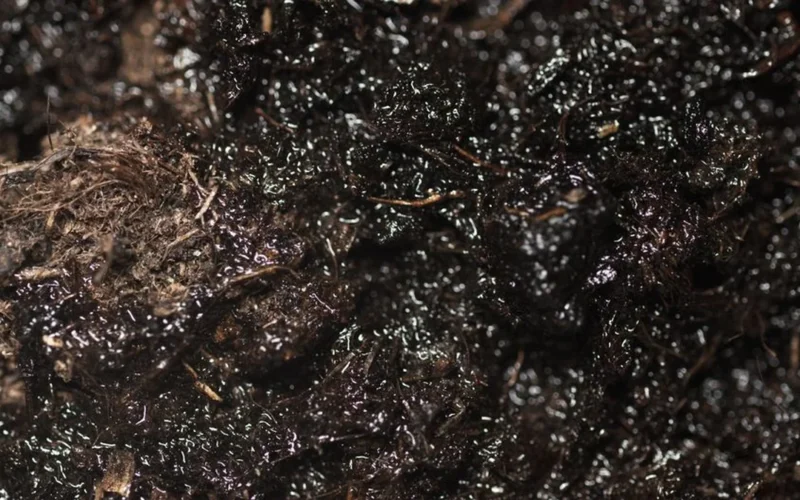 Close-up texture of rich black regenerative soil with organic matter and microbial life.