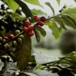 Red coffee cherries and green leaves resting on dark soil in a flat-lay composition.