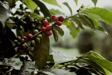 New Field Trials Prove Introgressed Arabica Outperforms Traditional Varieties