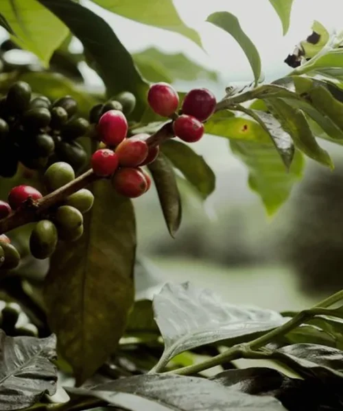 New Field Trials Prove Introgressed Arabica Outperforms Traditional Varieties
