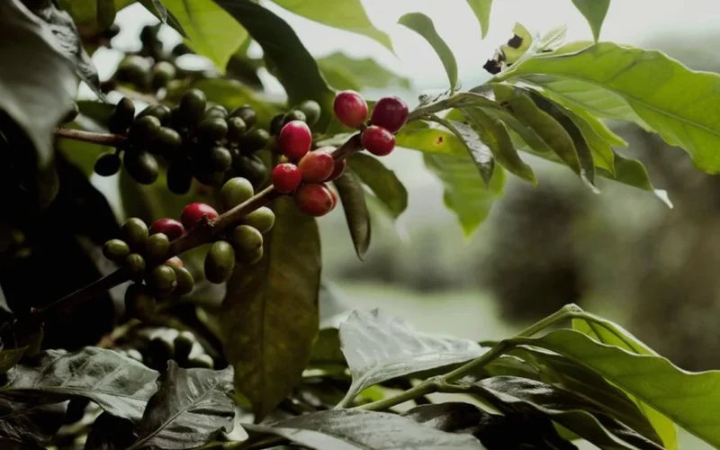 Red coffee cherries and green leaves resting on dark soil in a flat-lay composition.
