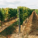 Fresh green grape vine cuttings and small grape clusters resting on dark soil.