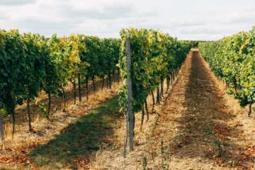 Oregon State University eyes disease-resistant grape varieties for future vineyards