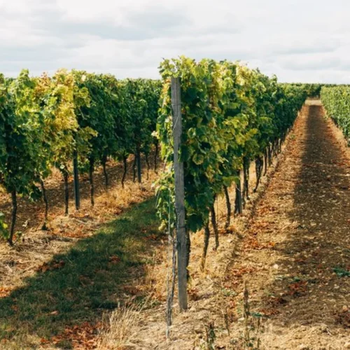 Oregon State University eyes disease-resistant grape varieties for future vineyards