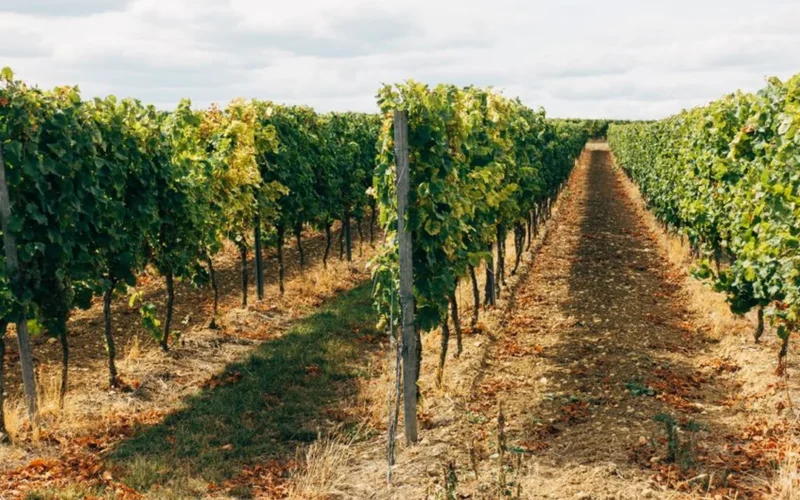 Fresh green grape vine cuttings and small grape clusters resting on dark soil.