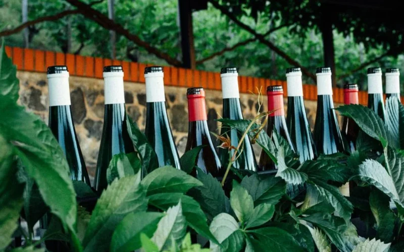 White wine bottles and green grapes on a stone ledge in a Sancerre vineyard.