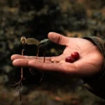 Ripe red coffee cherries resting on dark soil with a small green plant sprout.